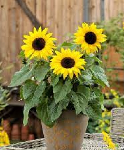 Sunflower Potted Plant 