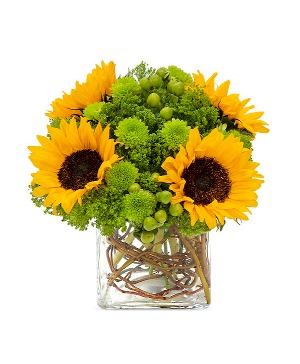 Sunflower Surprise 