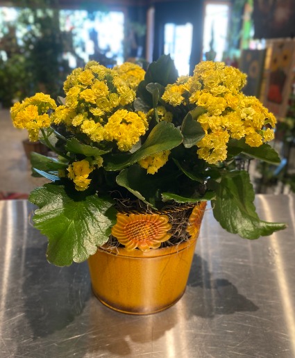 Sunflower Tin Calandivia  Blooming Succulent 
