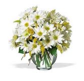 Daisy of a Day  55.95