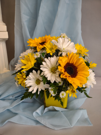 Daisy Days Fresh flowers