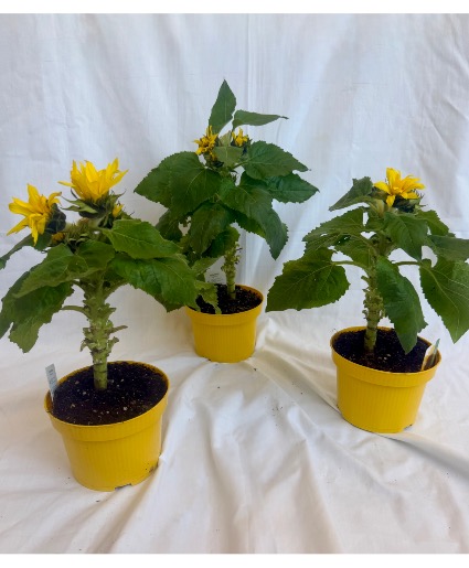 Sunny Days Sunflower Plant 