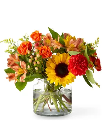 Sunnycrisp 21-F6d Arrangement