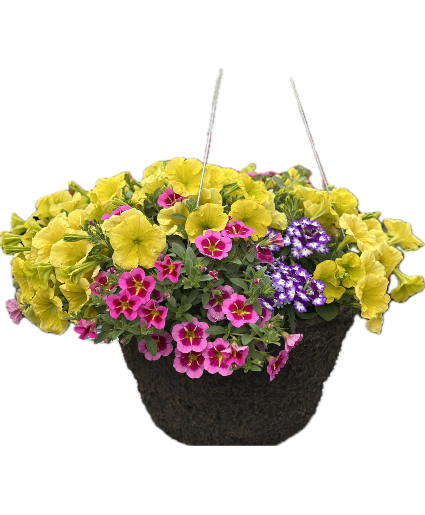 Sunny Mixed Hanging Basket Designer's Choice