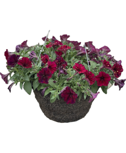 Sunny Petunia Hanging Basket Designer's Choice