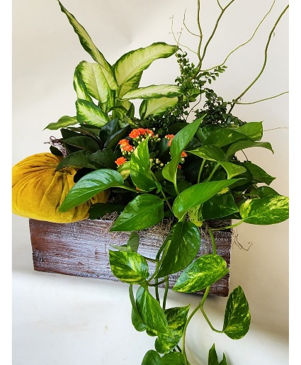 Gorgeous Plant Garden Custom, Premium, Luxury