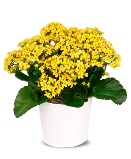 Sunny Yellow  Kalachoe 