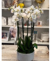 Sunrise  White orchids