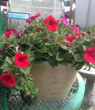 Sunset Planter