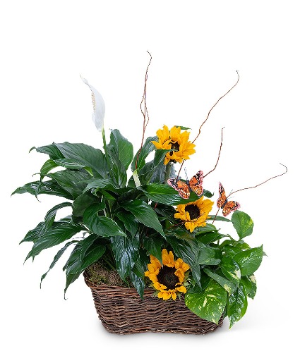 Sunshine and Butterflies Flower Arrangement