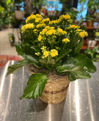 Sunshine Calendiva Blooming Succulent Plant
