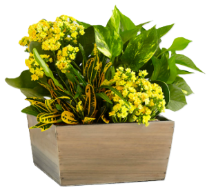 Sunshine & Joy Plant Garden