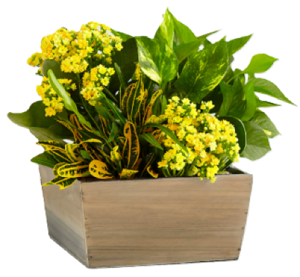 Sunshine & Joy Plant Garden