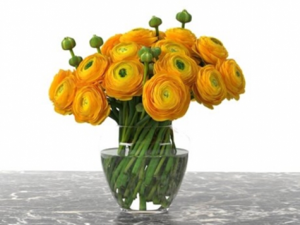 oh happy day Yellow ranuncluse 
