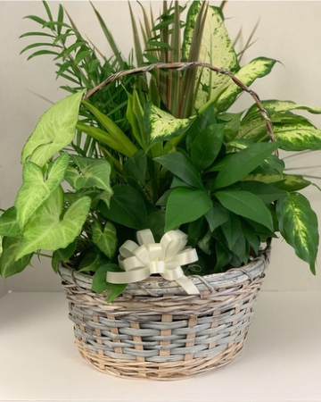 Super Planter Basket PL5 Basket Garden Green Plants