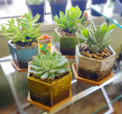 Super Trendy Succulent  