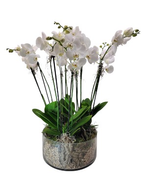 Supreme Orchid Garden 