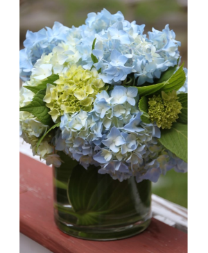 Suthern Surprise   Hydrangeas Arrangement- Mixed Colors