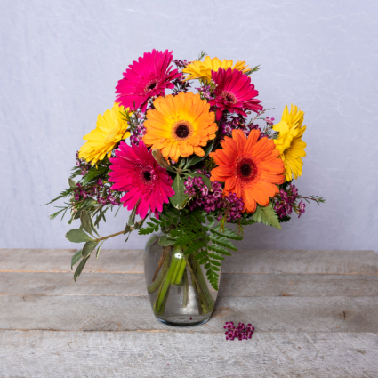 Gerbera Sunrise 