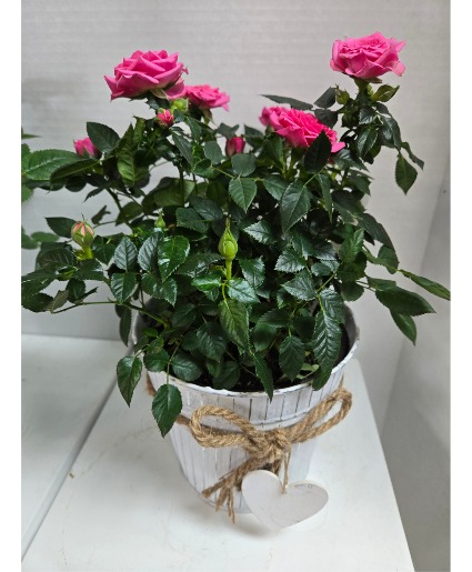 Sweet heart rose bush Blooming Plant