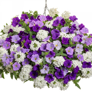 Impressive Debut -- 12" Hanging Basket 
