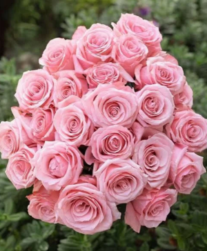 Sweet Pink Roses Vase Arrangement 