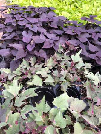 Sweet Potatoe Vine Greenhouse