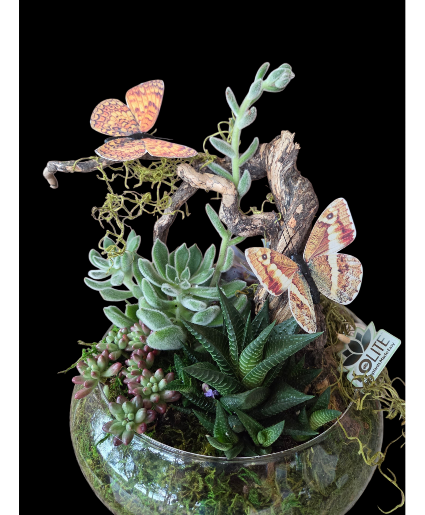 Sweet Succulents Succulent Gaden