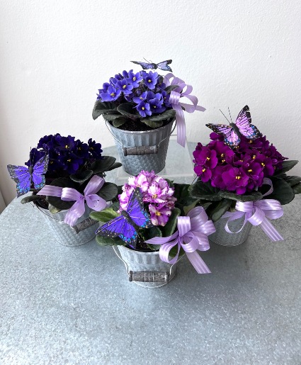 Sweet Violet 
