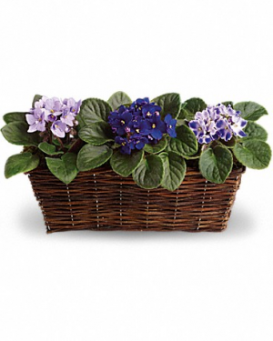 Sweet Violet Trio T92-1 