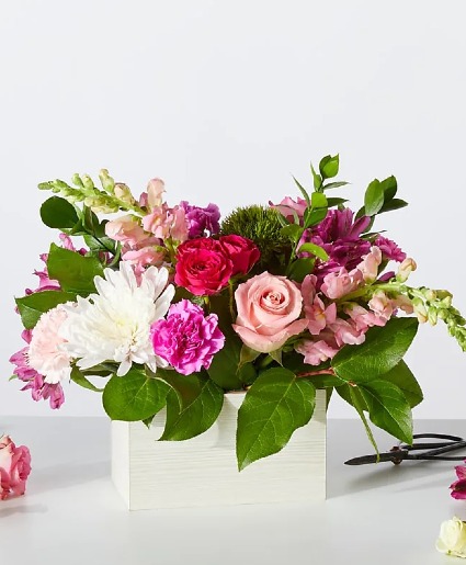 Sweetberry Box  cheerful 