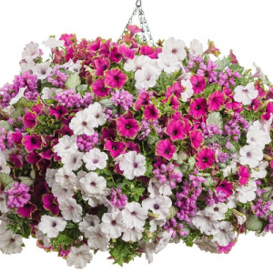 Darlin' -- 12" Hanging Basket 