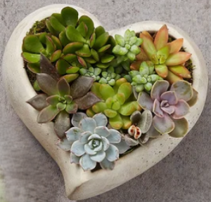 Sweetheart Succulents Dishgarden