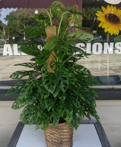 Swiss Cheese Monstera Totem Monstera 
