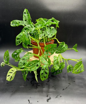 Swiss Cheese Philodendron Designers Choice 