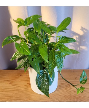 Swiss Cheese Philodendron House Plant in Rockford, IL - Pepper Creek