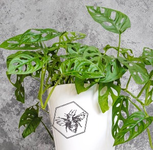 Swiss Cheese Vine B Nest Plants
