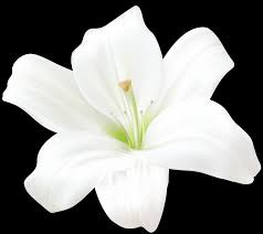 Sympathy Arrangements  For The Home