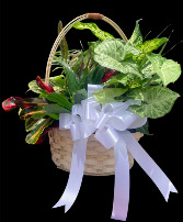 Dish garden  geen plant 