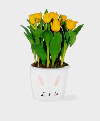 Potted Tulips  Blooming Plant