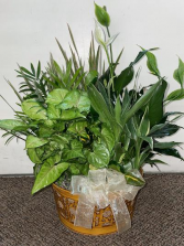 Tabletop Dish Garden Assorted Plants (local delivery only)