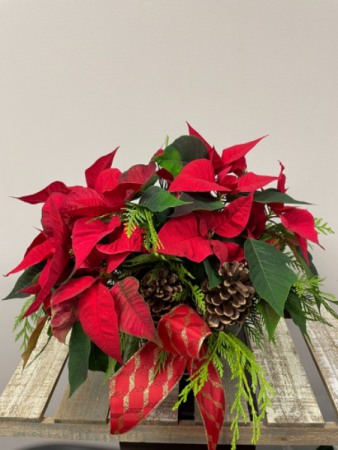 Tabletop Poinsettia  