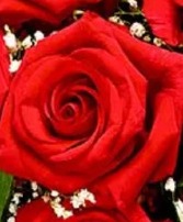 Take A Bow- red roses
