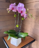 Tall Light Pink with Purple Vein  Orchids