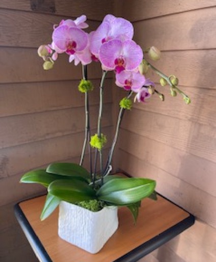 Tall Light Pink with Purple Vein  Orchids