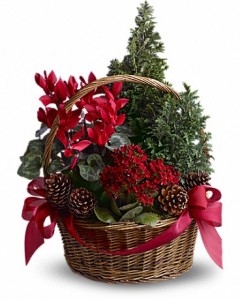 Tannenbaum Basket Live Plants