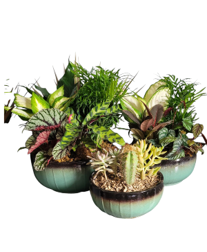 Teal Ceramic Planters Dishgarden
