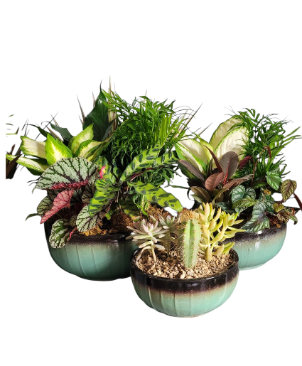 Teal Ceramic Planters Dishgarden