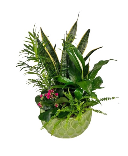 Tear Drop Planter Plants
