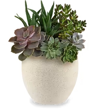 Teleflora Modern Stone Succulent Garden Artificial Arrangement